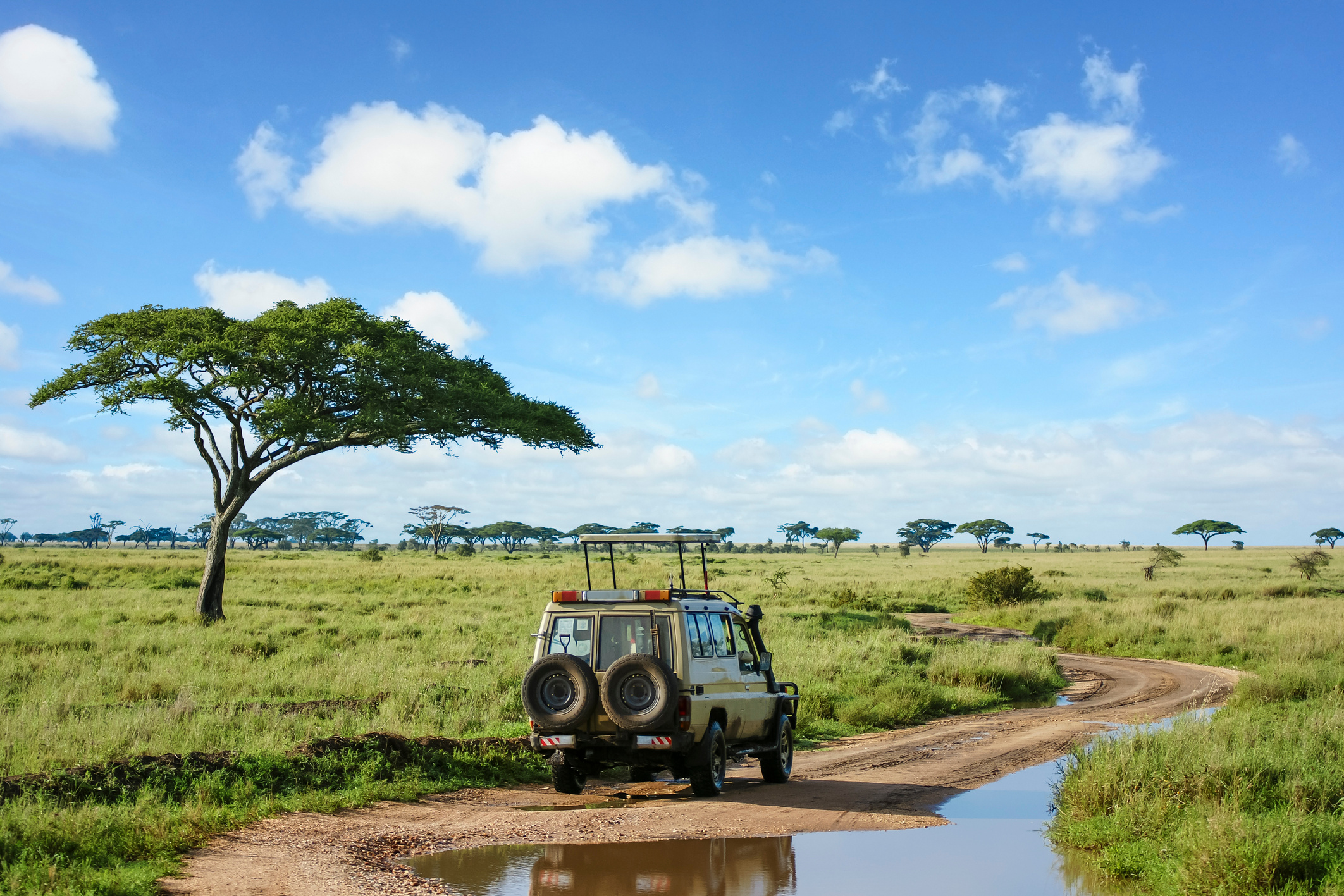 Safari landscape in Serengeti grassland